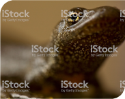 Great crested<br/>newts